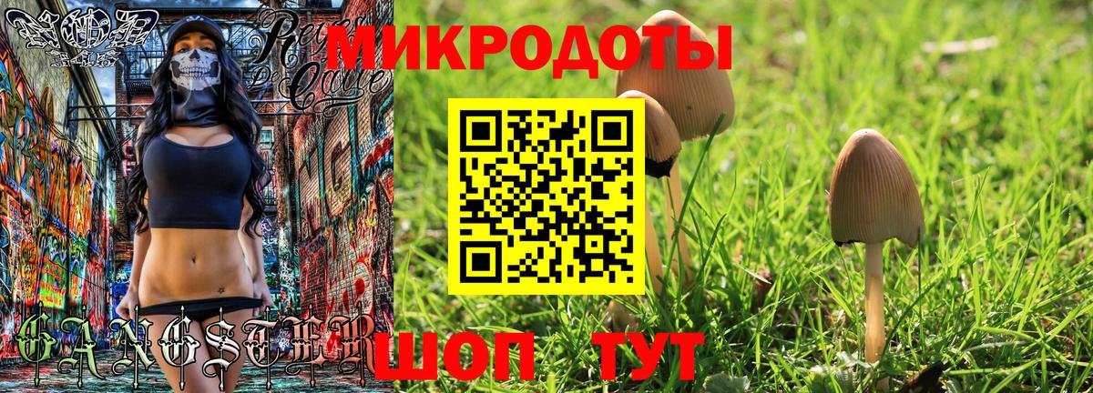 Галлюциногенные грибы Psilocybe Псков